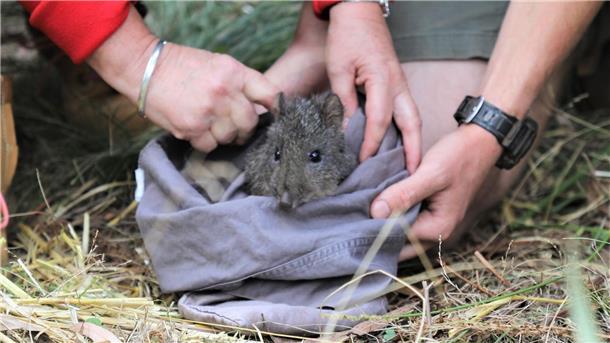 Kaninchenkängurus in Australien ausgewildert Ein Langschnauzen-Kaninchenkänguru bei der Auswilderung in Australien.