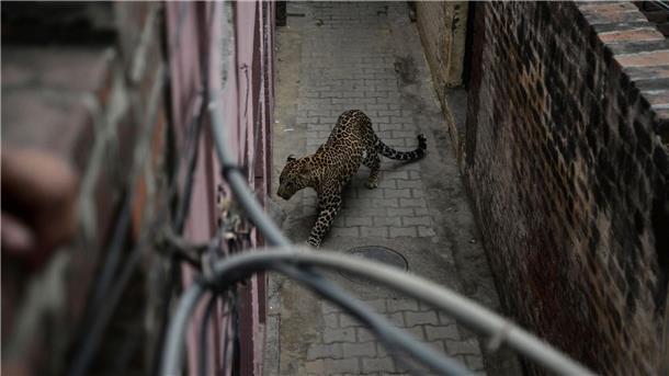 Leopard verletzt 15 Menschen in indischer Stadt Ein Leopard auf Nahrungssuche hat in Indien merhere Menschen verletzt (Symbolbild).