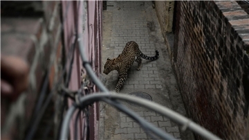Ein Leopard auf Nahrungssuche hat in Indien merhere Menschen verletzt (Symbolbild).