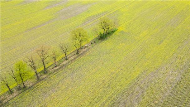 Raps blüht ungewöhnlich früh in Niedersachsen Ein leuchtend gelbes Rapsfeld in der Nähe von Hannover.