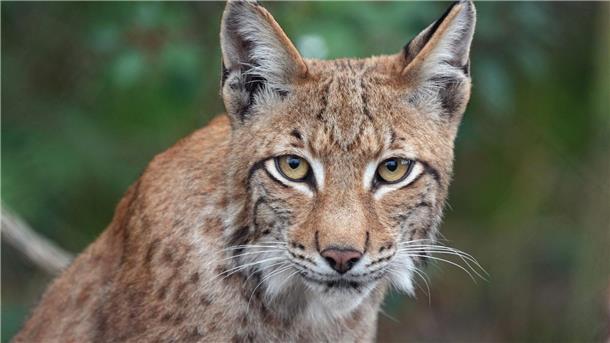 Luchsvorkommen entwickelt sich gut: Kaum Gefahr für Menschen Ein Luchs.
