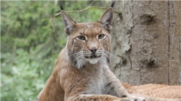 Ein Luchs im Tierpark.