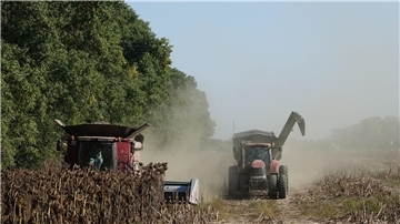 Ein Mähdrescher und ein Traktor der deutschen Agrarfirma UIFK Agro in der Ukraine bei der Sonnenblumenernte.