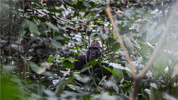 EU schließt neue Abkommen über Waldschutz Ein männlicher Gorilla in der Republik Kongo.