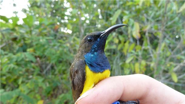 Neue Arten farbenprächtiger Vögel in Indonesien entdeckt Ein männlicher Wakatobi-Nektarvogel (Cinnyris infrenatus).