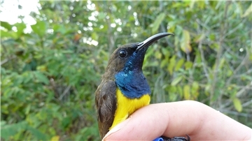 Ein männlicher Wakatobi-Nektarvogel (Cinnyris infrenatus).
