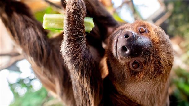 Inventur im Tierpark Nordhorn: Rund 2500 Tiere gezählt Ein männliches Faultier hängt an einem Baum.