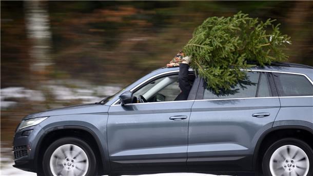 Ein Mann hält auf dem Dach seines Autos einen frisch geschlagenen Weihnachtsbaum, der am Rande des Waldes in Pampigny in der Gemeinde Hautemorges geschlagen wurde.