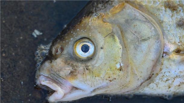 Ein massives Fischsterben in der Oder sorgte im August für Aufsehen.