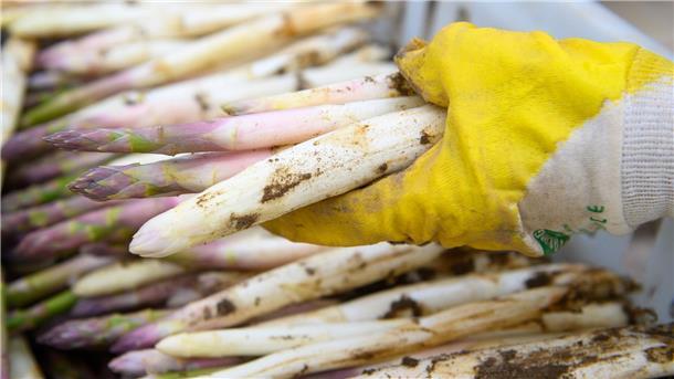 Ein Mitarbeiter legt frisch gestochenen Spargel in eine Kiste.