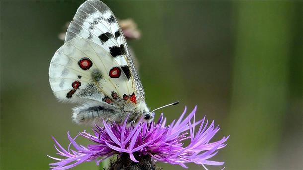Mosel-Apollofalter ist „Schmetterling des Jahres“ Ein Mosel-Apollofalter (Männchen) auf einer Flockenblume.