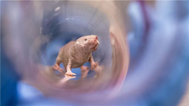 Die besondere Fruchtbarkeit der Nacktmulle Ein Nacktmullweibchen im Labor der Pittsburgh School of Medicine. Die Königin einer Nacktmull-Kolonie kann bis ins hohe Alter Nachwuchs bekommen.