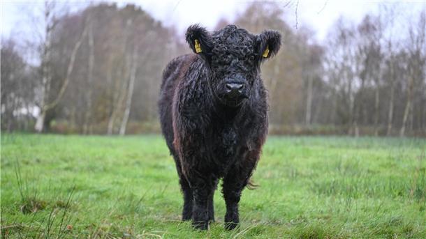 Ein nasses Galloway Rind steht auf einer Weide.