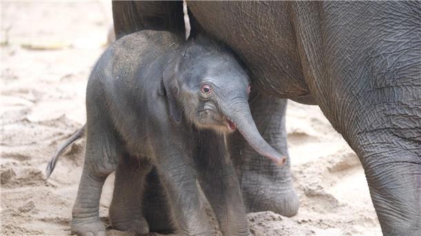 Wieder Elefant im Leipziger Zoo geboren Ein noch namenloses Elefantenbaby steht im Zoo bei der Herde. Leitkuh Kewa hat am frühen Samstagmorgen eine Tochter zur Welt gebracht.