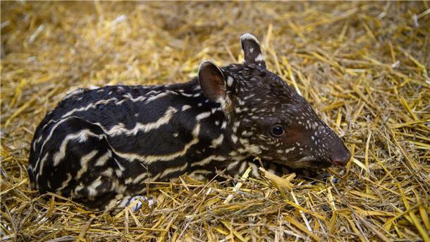 Ein nur ein Tag altes Flachlandtapir liegt im Zoo Magdeburg im Stroh. Das Tierkind war am 28. September 2023 geboren worden.