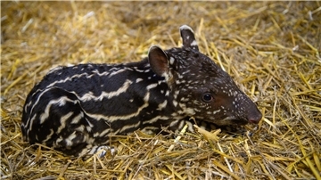 Ein nur ein Tag altes Flachlandtapir liegt im Zoo Magdeburg im Stroh. Das Tierkind war am 28. September 2023 geboren worden.
