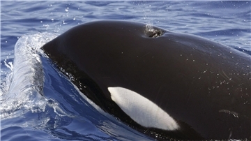 Ein Orca (Schwertwal) im Meer vor Lanzarote. Seit Monaten häufen sich Berichte über Orca-Attacken vor den Küsten Spaniens und Portugals.