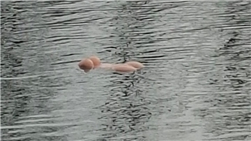 Ein Paar im Ruderboot, das zufällig vorbeikam, holte das Sexspielzeug aus dem Wasser.