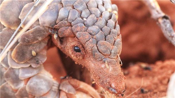 Ein Pangolin sieht aus wie ein „wandelnder Kiefernzapfen“.