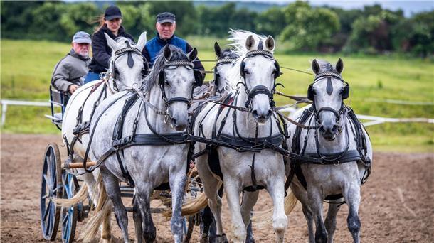 Ein Pferdegespann trainiert für die diesjährige Stutenparade auf dem Gestüt Ganschow. An den ersten drei Juli-Wochenenden zieht die Pferdeshow in Mecklenburg-Vorpommern zahlreiche Besucherinnen und Besucher an.