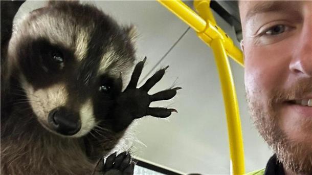 Flauschiger Passagier - Waschbär in Berliner Bus entdeckt Ein Polizist hält den kleinen Waschbären in einem Bus in die Kamera.