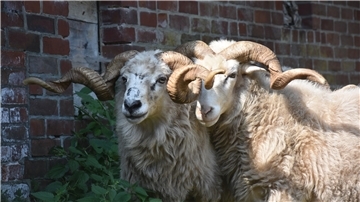 Ein prächtiges Gehörn ist das Kennzeichen der Walachenschafe. Es tragen aber nicht nur die Böcke Horn, auch viele weibliche Tiere sind behörnt, obgleich weniger beeindruckend als die auf dem Foto abgebildeten Herren.