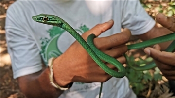 Ein Principe-Smaragdnatter 