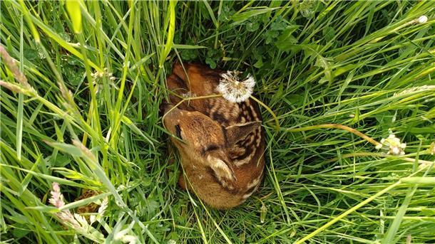 Ein Rehkitz macht sich ganz klein. Die Tiere bleiben im hohen Gras so oft unentdeckt.