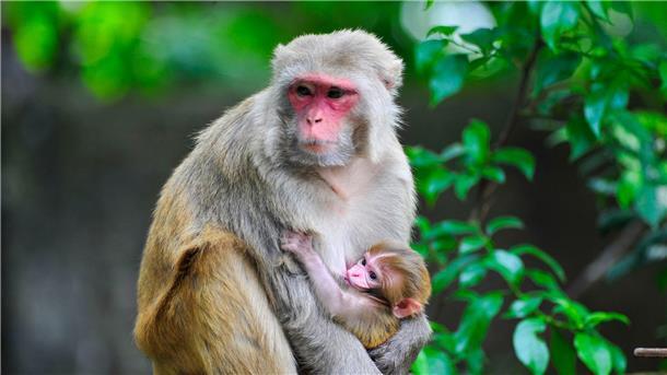 Ein Rhesusaffen-Baby ist im Arm seiner Mutter.