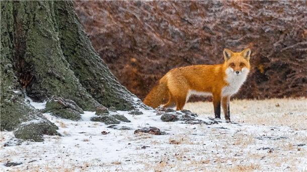 Bilder des Tages Ein Rotfuchs schleicht hinter einem Haus im Antelope Park umher - inmitten eines Schneesturms in Nebraska.