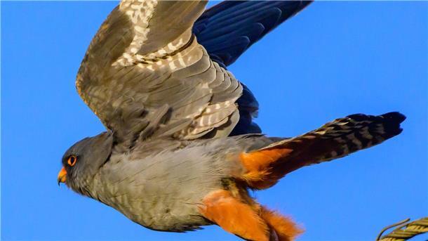 Ein Rotfußfalke breitet seine Flügel aus. 