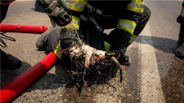 Brände auf Rhodos: Wind erschwert Löscharbeiten Ein rumänischer Feuerwehrmann sprüht nahe des Dorfes Gennadi Wasser auf eine vor dem Feuer gerettete Katze.