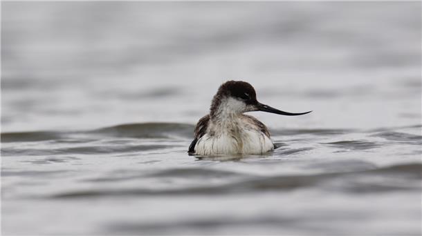 Ein Säbelschnäbler-Küken schwimmt auf dem Wasser, das mit der Flut in den Groden gelaufen ist. Das Gefieder ist noch nicht so charakteristisch schwarz-weiß wie bei den Altvögeln. Aber die säbelförmige Form des Schnabels ist schon gut zu erkennen.