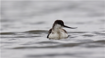 Ein Säbelschnäbler-Küken schwimmt auf dem Wasser, das mit der Flut in den Groden gelaufen ist. Das Gefieder ist noch nicht so charakteristisch schwarz-weiß wie bei den Altvögeln. Aber die säbelförmige Form des Schnabels ist schon gut zu erkennen.