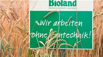 Ein Schild mit der Aufschrift „Bioland - Wir arbeiten ohne Gentechnik“ in einem Dinkelfeld.