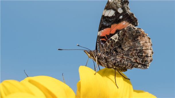 Britische Schmetterlingszahl auf Vier-Jahres-Hoch Ein Schmetterling der Gattung „Admiral“.