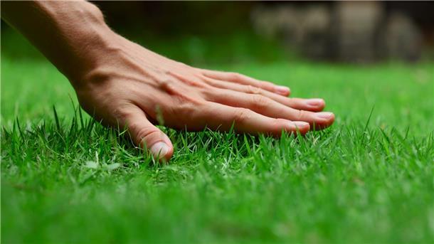 Ein schönes saftiges Grün - das ist gar nicht so einfach hinzubekommen. Unsere Experten haben Tipps parat, wie der Rasen im Garten wieder schön wird.