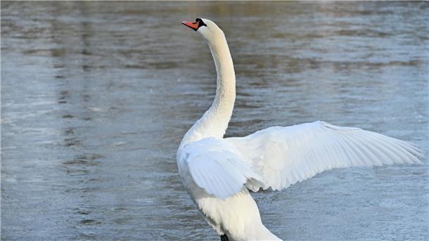 Ein Schwan auf dünnem Eis.