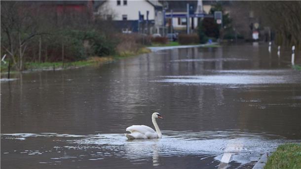 Hochwasser wird mit dem Klimawandel immer häufiger Ein Schwan auf einer überfluteten Bundesstraße in Rheinland-Pfalz.