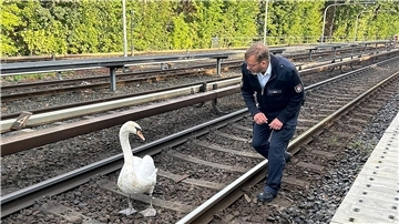 Ein Schwan und Hamburgs Schwanenvater Olaf Nieß laufen auf der Gleisanlage der Hamburger Hochbahn zwischen den Haltestellen Klein Borstel und Ohlsdorf.