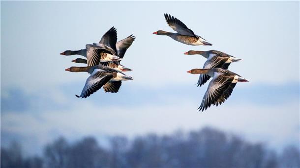 Bilder des Tages Ein Schwarm Graugänse fliegt in der Nähe der Donau in Baden-Württemberg durch die eisige Luft.