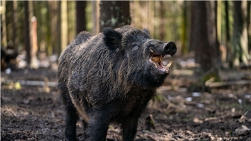 Jagdbericht verzeichnet Rückgang bei Wildschwein-Abschüssen Ein Schwarzwild-Keiler steht in seinem Gehege in einem Wildpark.