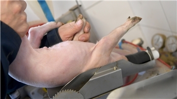 Ein Schweinezüchter legt ein junges Ferkel zur Kastration in eine Narkoseanlage in seinem Zuchtbetrieb.