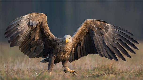 Ein Seeadler mit ausgebreiteten Flügeln.