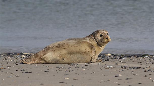Ein Seehund liegt am Sandstrand und guckt in die Kamera. 