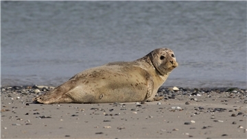Ein Seehund liegt am Sandstrand und guckt in die Kamera. 