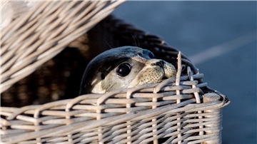 Ein Seehund schaut kurz vor der Auswilderung aus einem Korb am Ostende der Insel Juist. Nach einer erfolgreichen Aufzucht in der Seehundstation Norddeich sind die ersten Heuler ausgewildert worden.