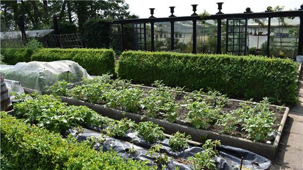 Ein selbst gebautes Gewächshaus, niedrige Hecken, um den Wind abzuhalten und umfasste Beete im Garten von Rolf-Walter Schwarze versorgen die Familie das ganze Jahr über mit Gemüse.