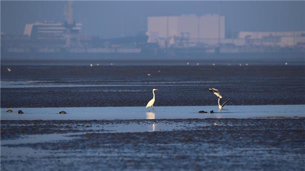 Wattwanderungen: Die geheimnisvolle Anziehungskraft der Gezeiten Ein Silberreiher und zwei landende Möwen vor der Skyline Wilhelmshaven im Tossenser Watt.