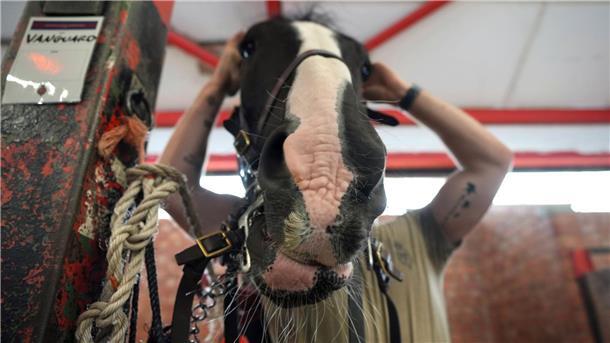 Bilder des Tages Ein Soldat des Household Cavalry Mounted Regiment zäumt sein Pferd bei den Vorbereitungen für den Kutschenzug in der Combermere Barracks in Windsor vor dem Staatsbesuch von US-Präsident Donald Trump.